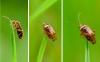 Lygus sp.